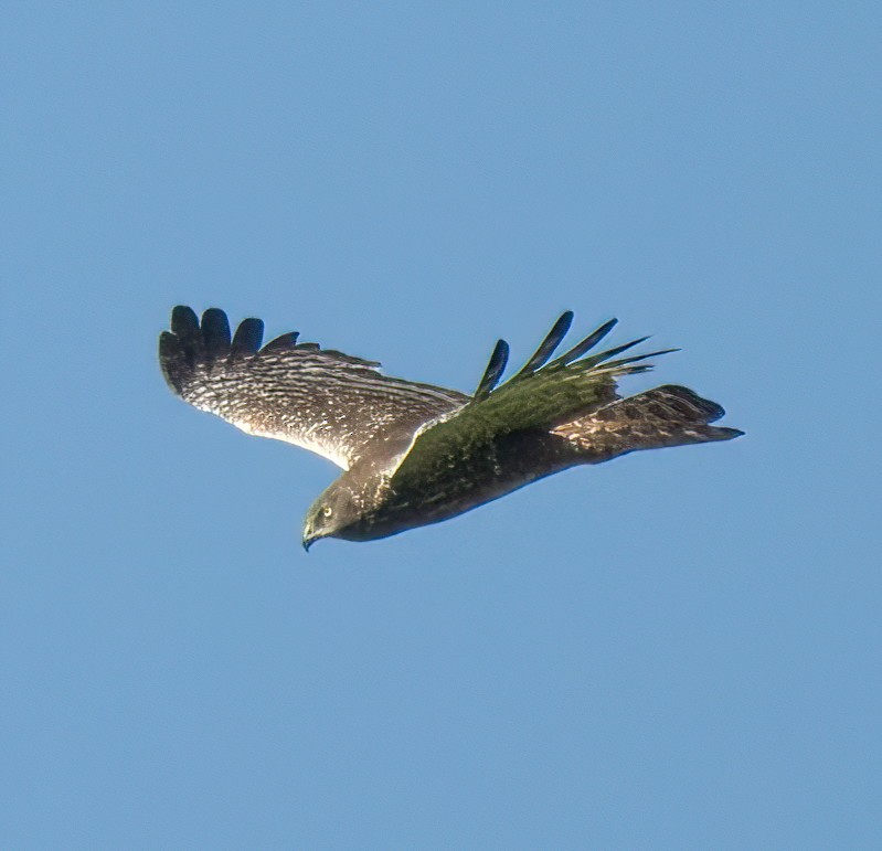 African Marsh Harrier - ML628206619