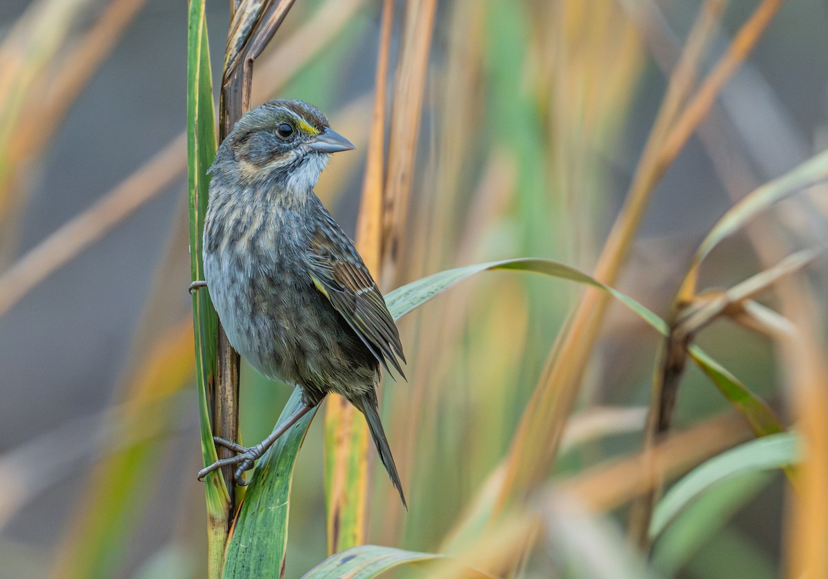 Seaside Sparrow - ML628206642