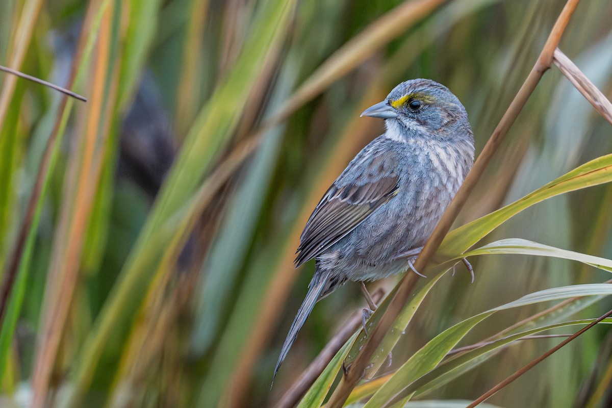 Seaside Sparrow - ML628206644