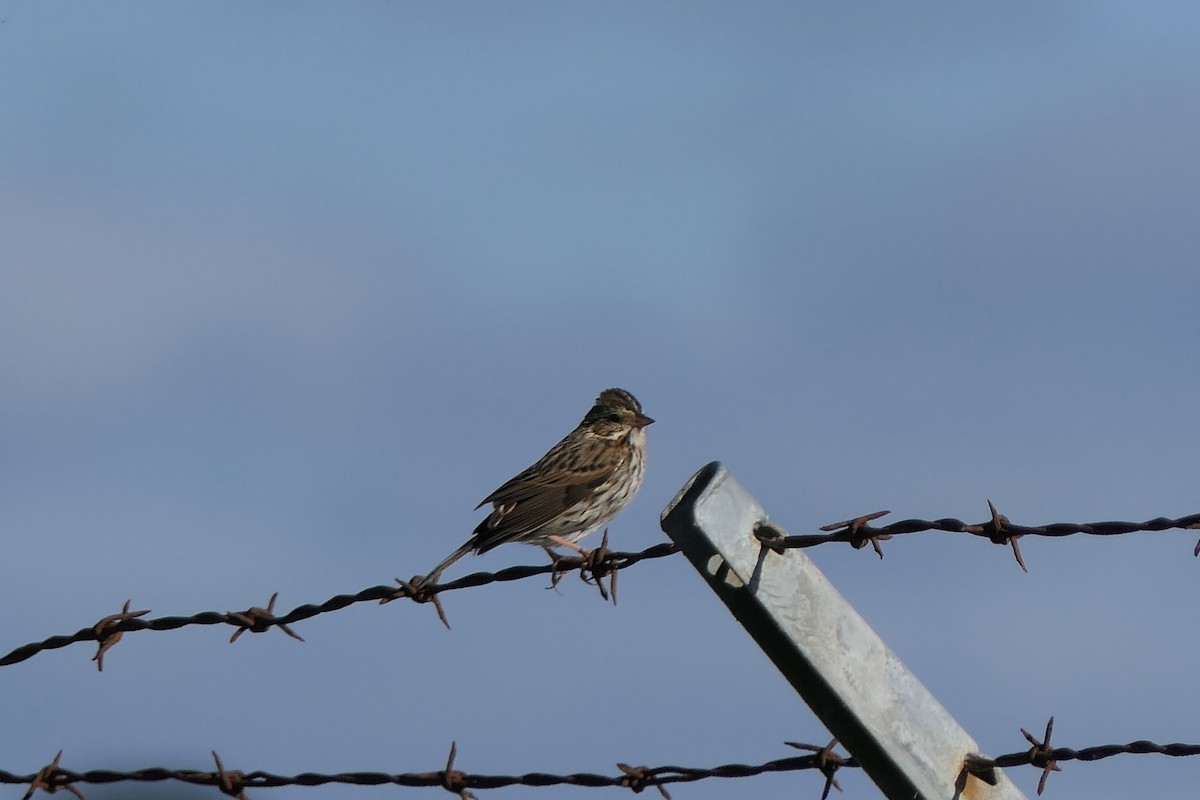 Savannah Sparrow - ML628206649