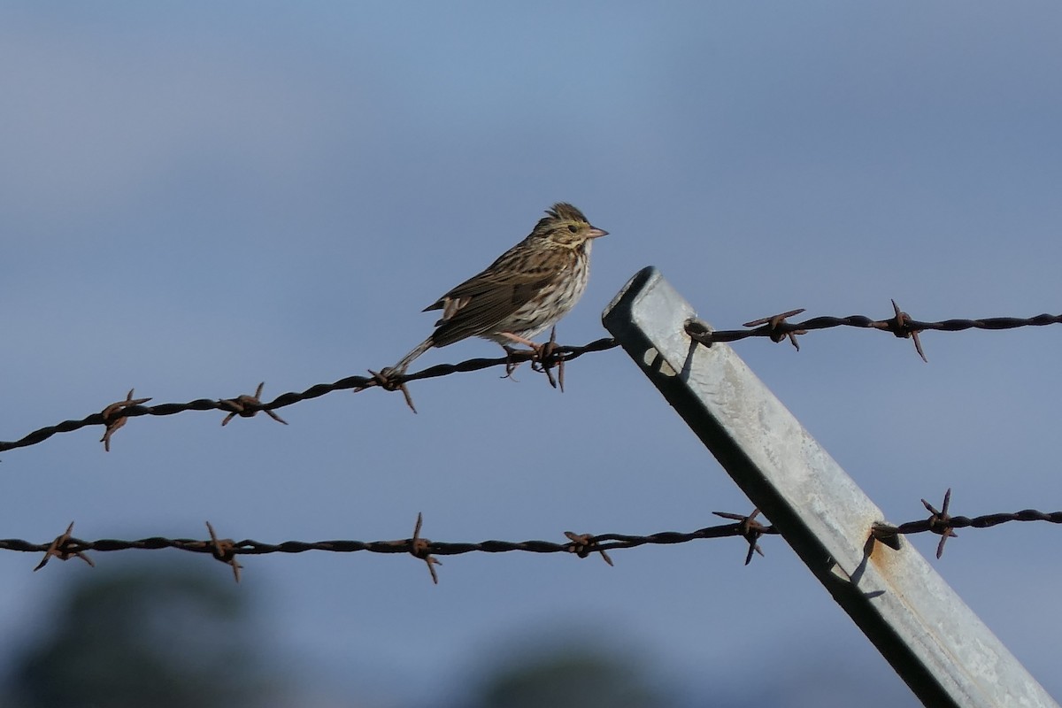 Savannah Sparrow - ML628206650
