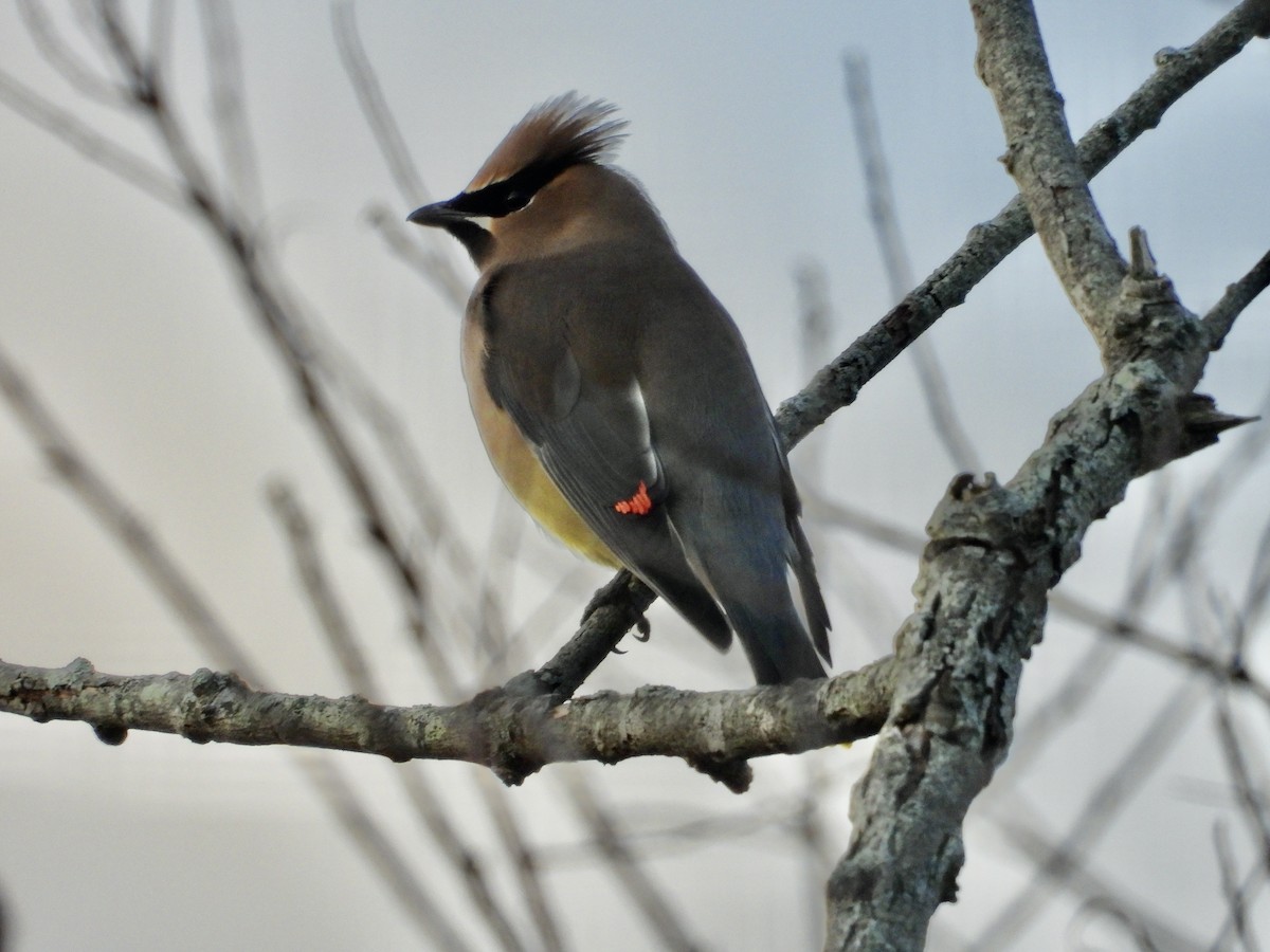 Cedar Waxwing - ML628206705