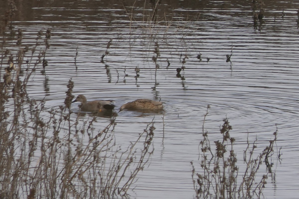 Gadwall - ML628206729