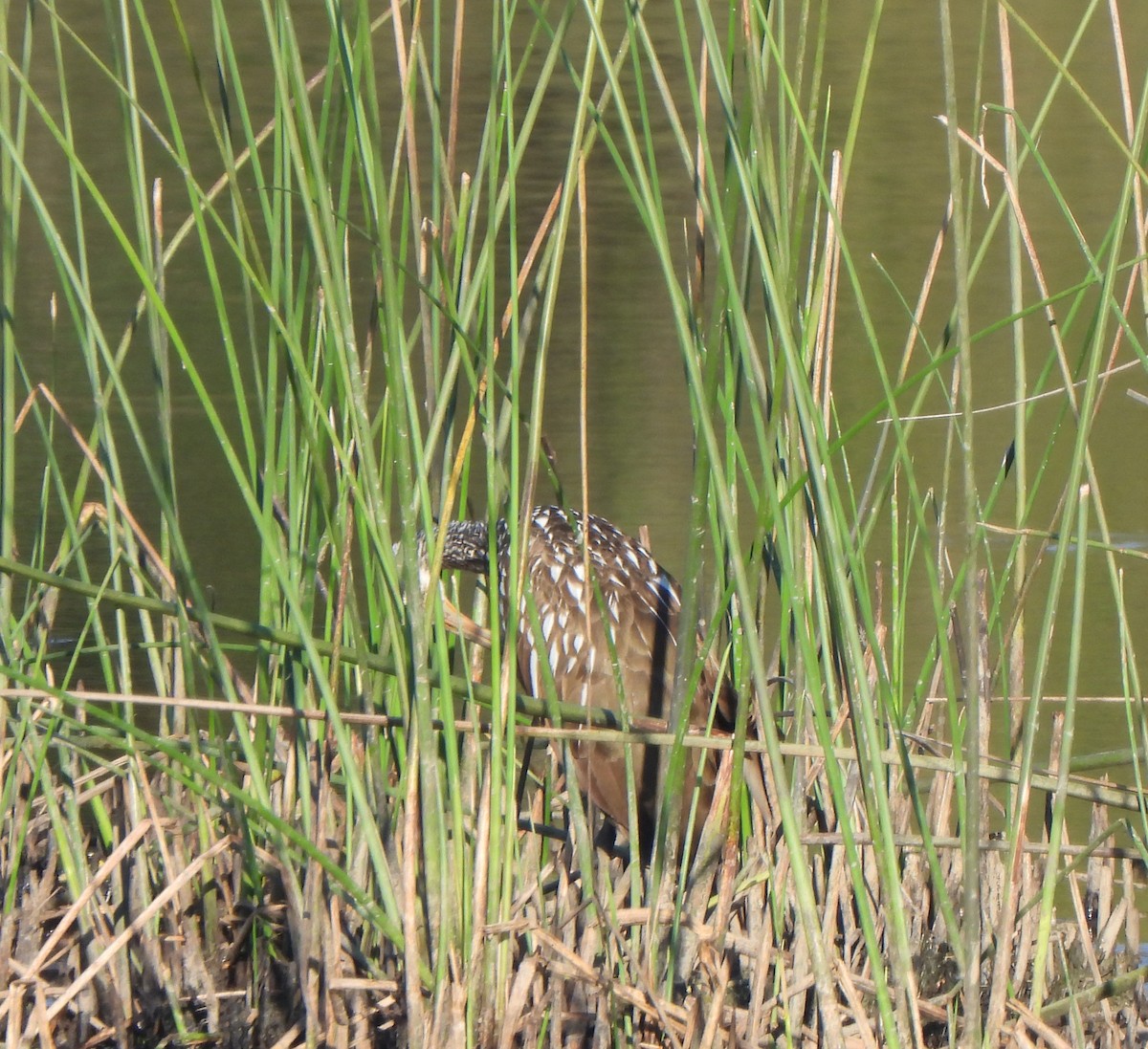 Limpkin - ML628206925