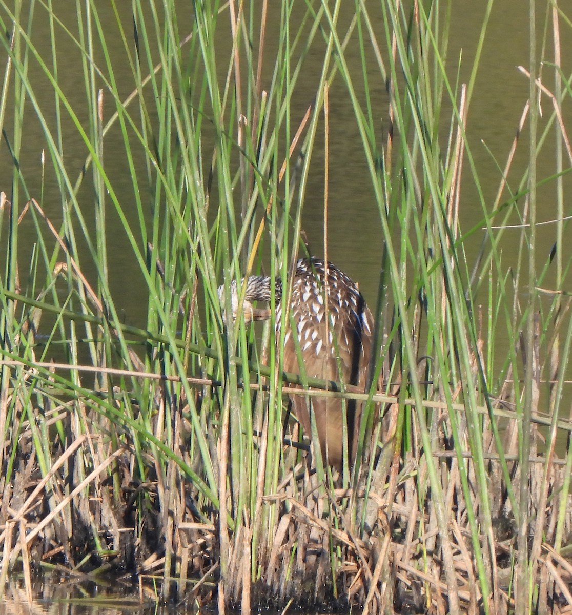 Limpkin - ML628206926