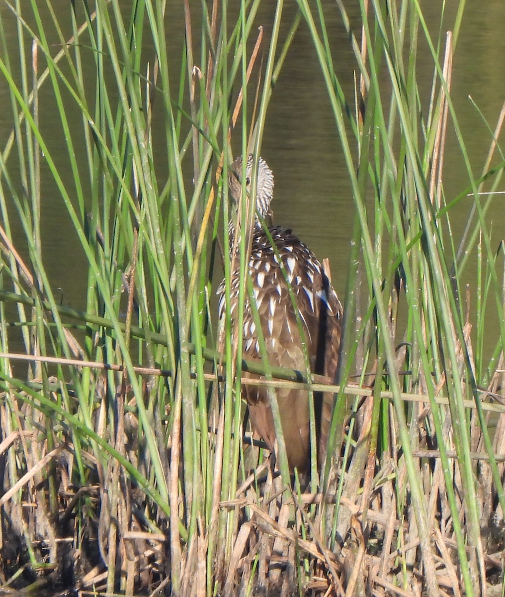 Limpkin - ML628206927