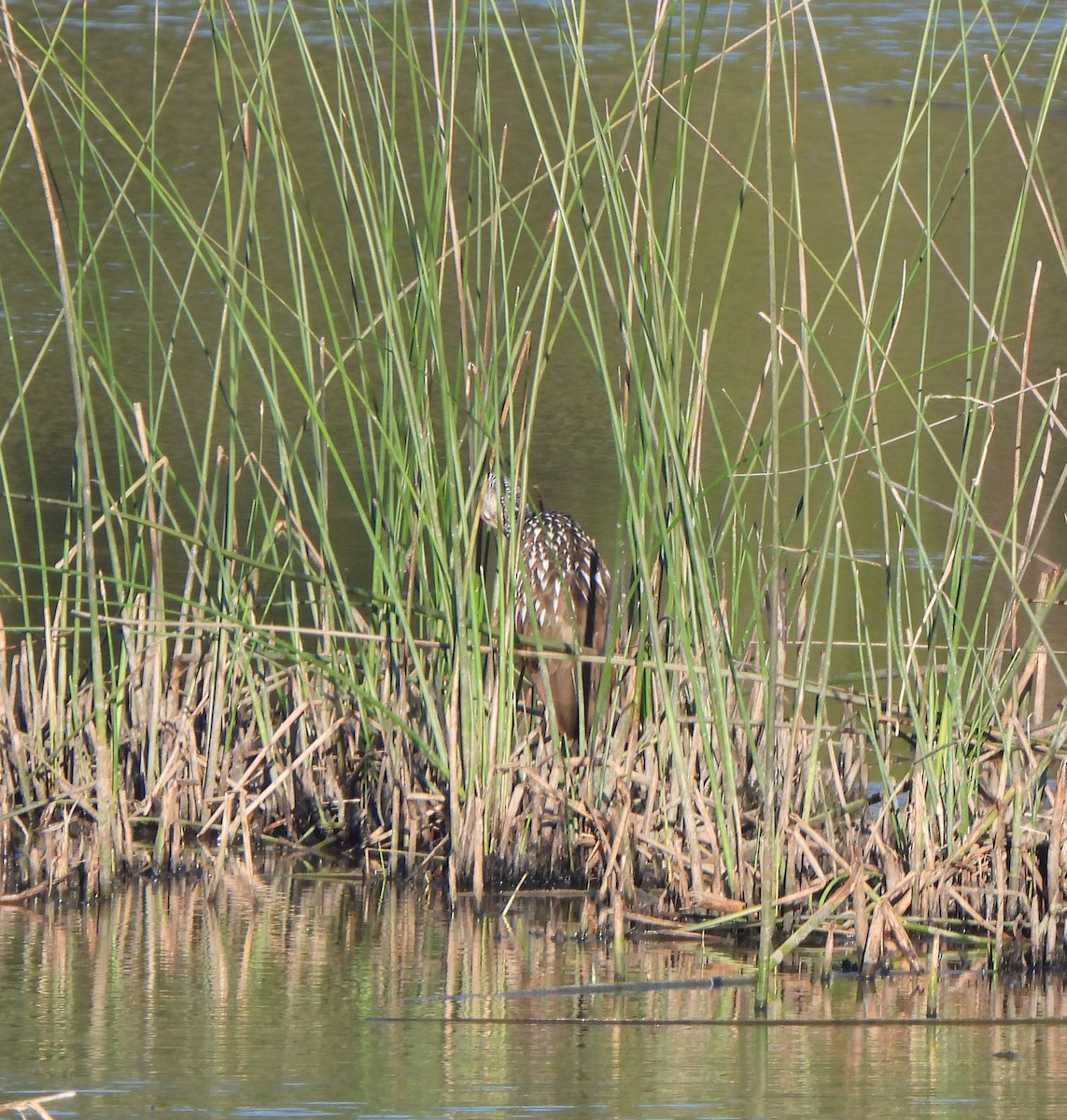 Limpkin - ML628206928