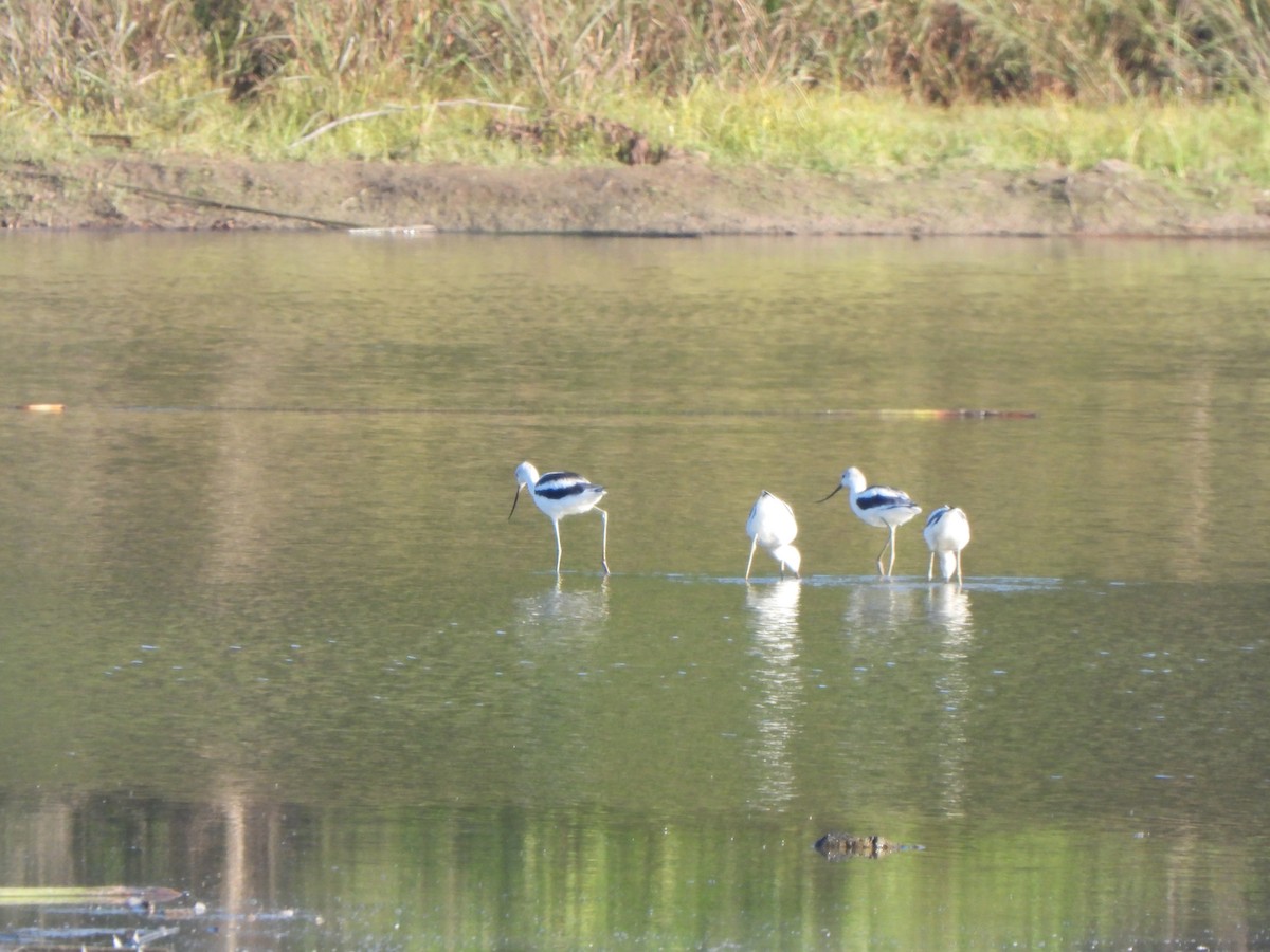 American Avocet - ML628206950
