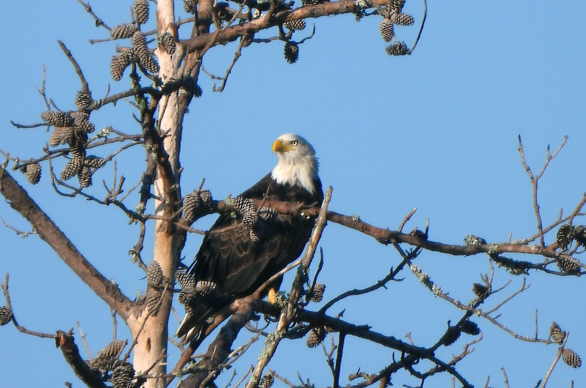 Bald Eagle - ML628206965