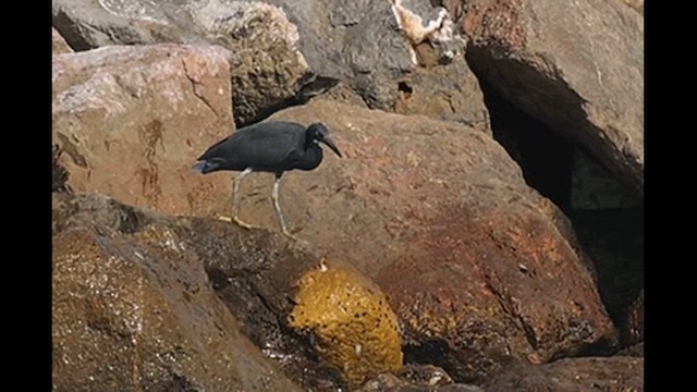 Pacific Reef-Heron - ML628206984