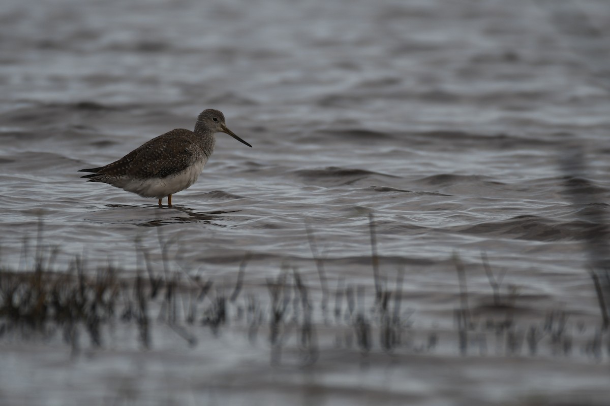 gulbeinsnipe/plystresnipe - ML628207429