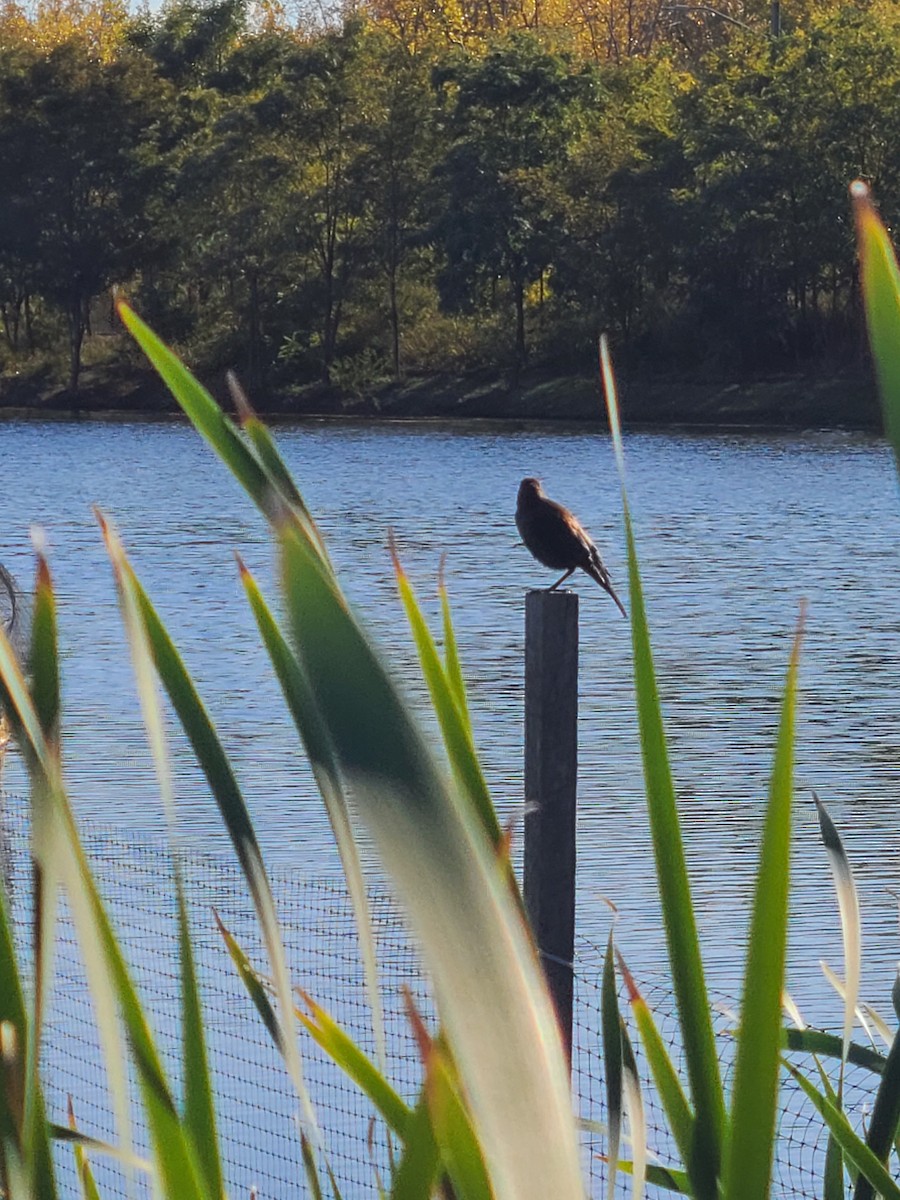 Rusty Blackbird - ML628207760