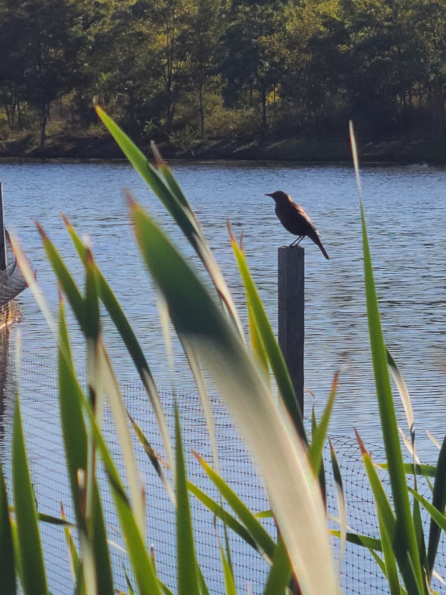 Rusty Blackbird - ML628207782