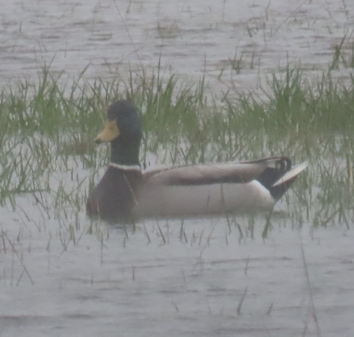 Mallard - ML628207930