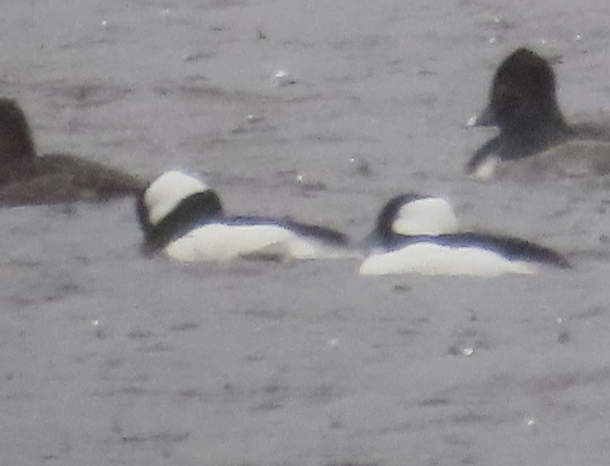 Bufflehead - ML628207959