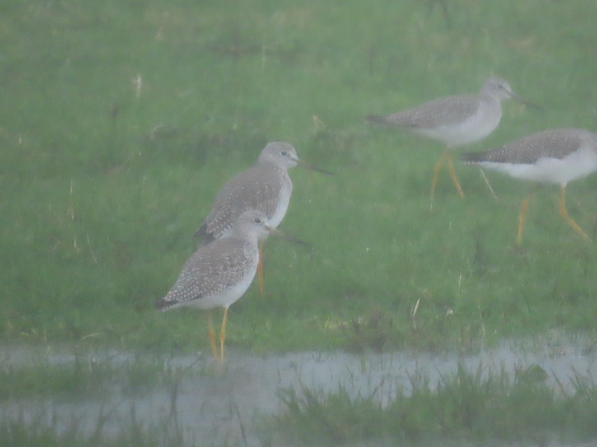 Greater Yellowlegs - ML628207989