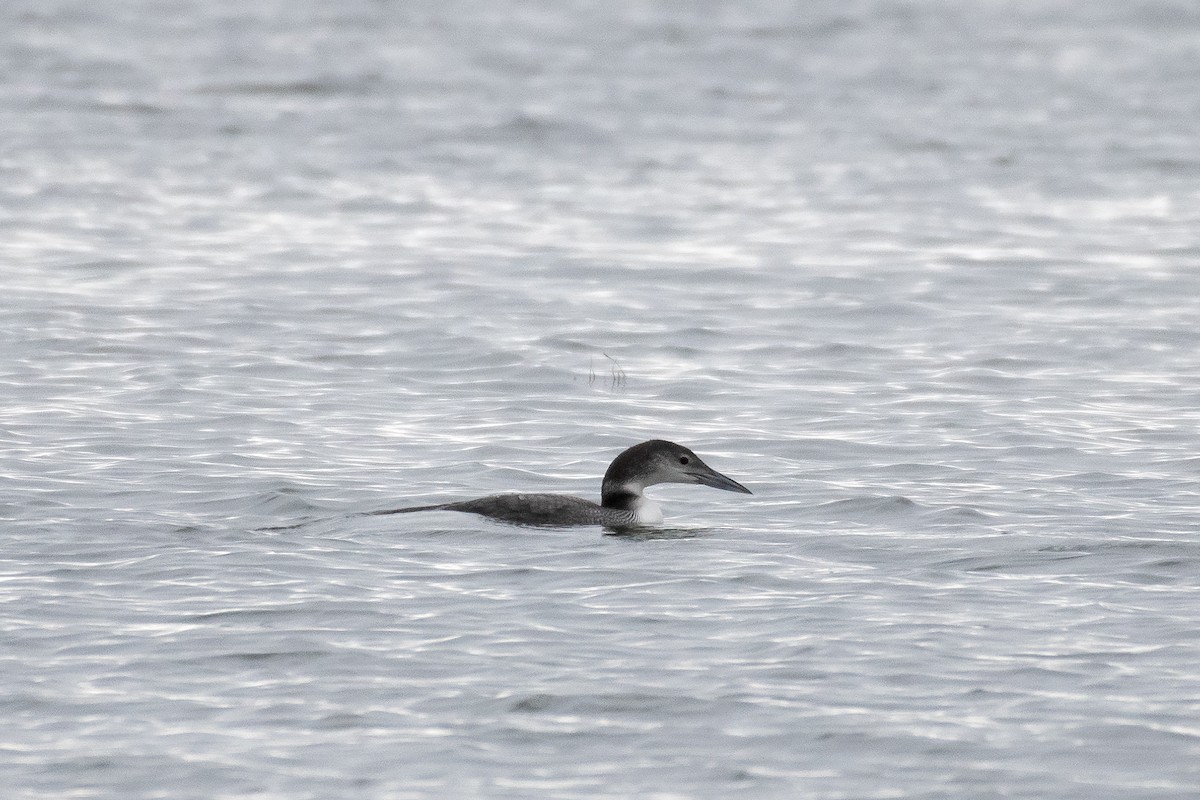 Common Loon - ML628208104