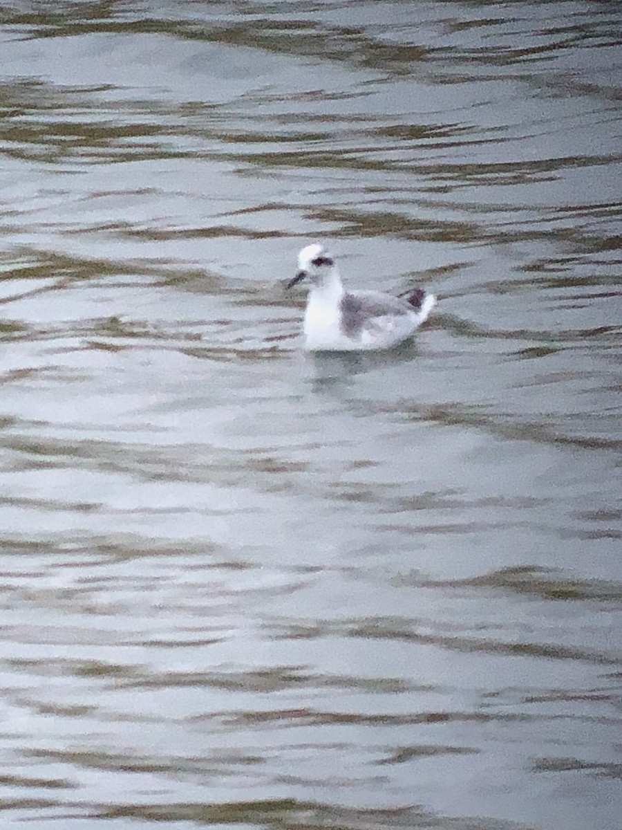 灰瓣足鷸 - ML628208157