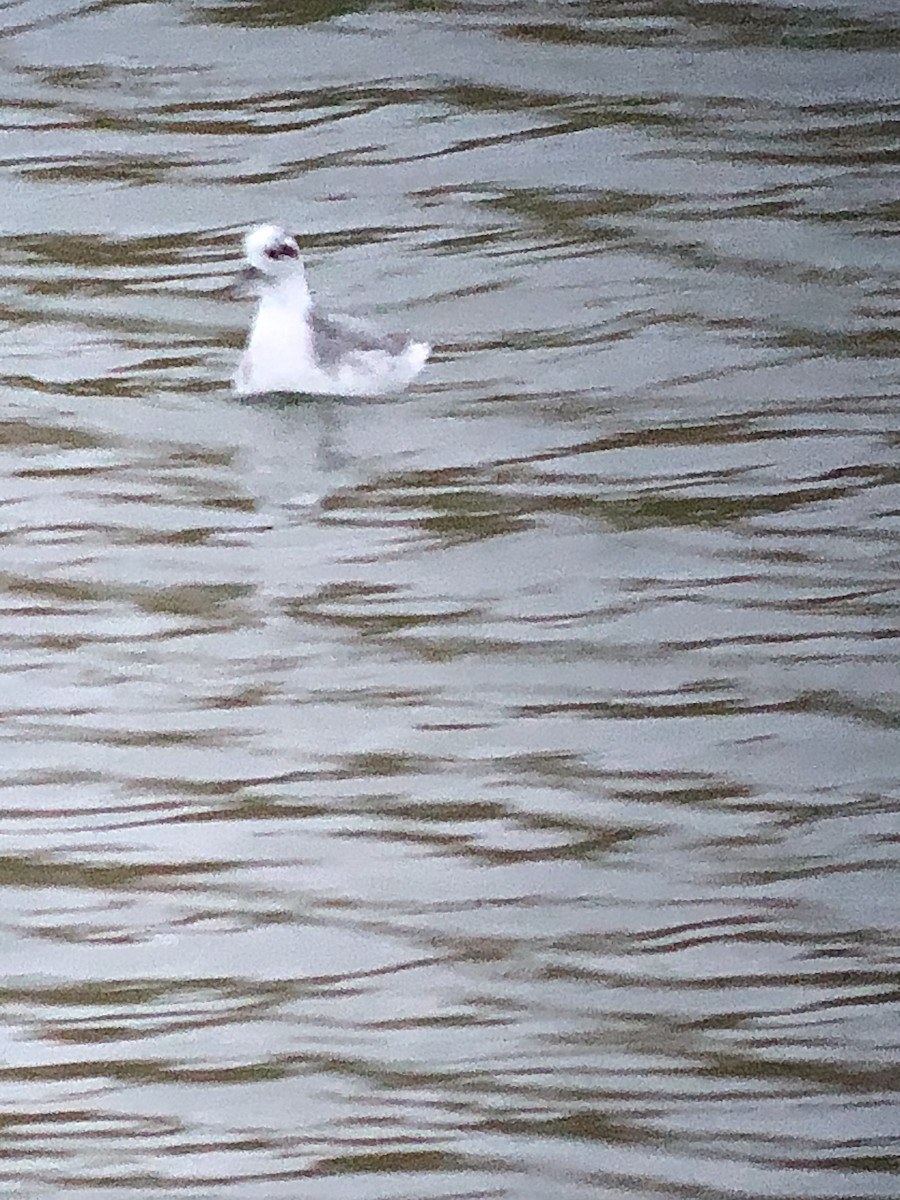 灰瓣足鷸 - ML628208162