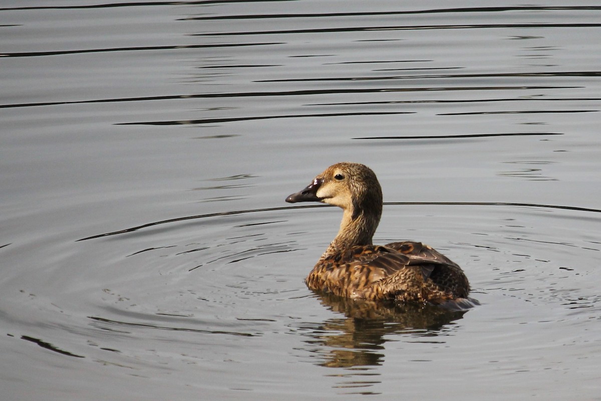 King Eider - ML628208163