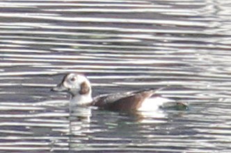 Long-tailed Duck - ML628208174