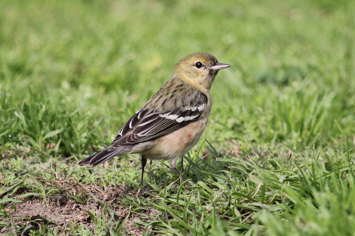 Bay-breasted Warbler - ML628208221
