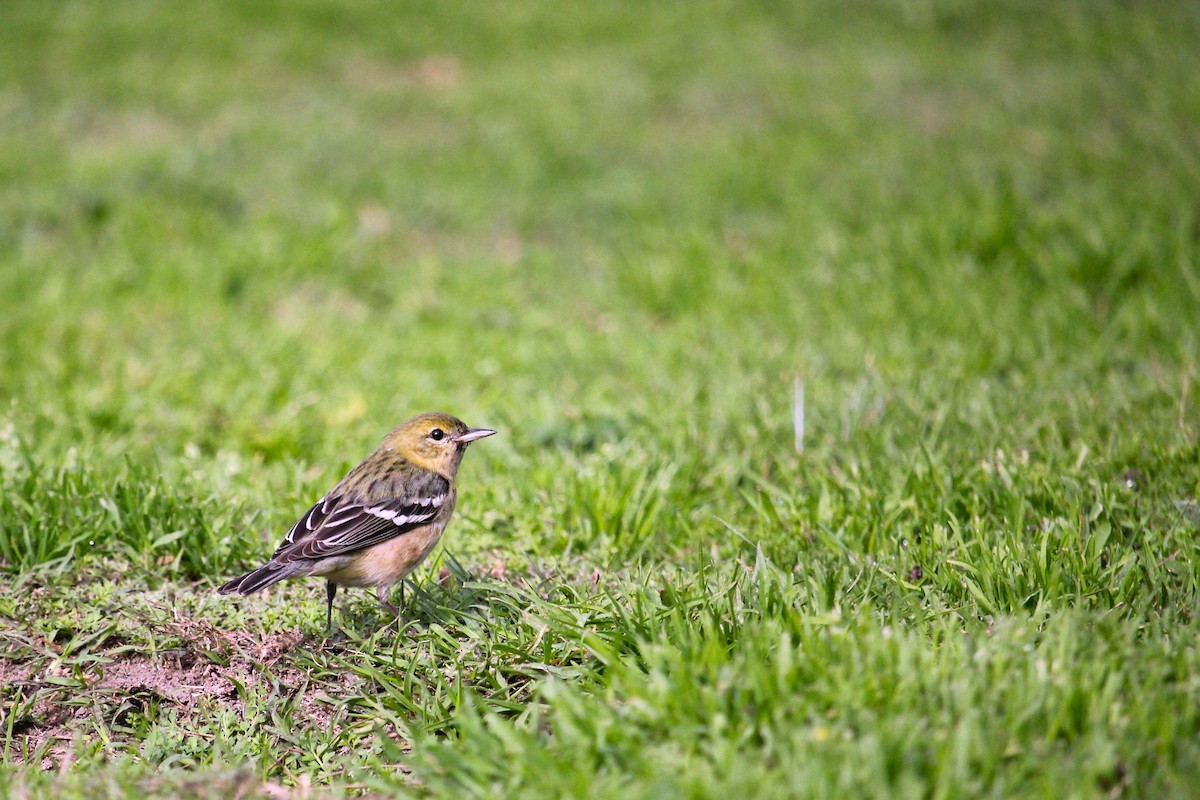Bay-breasted Warbler - ML628208223