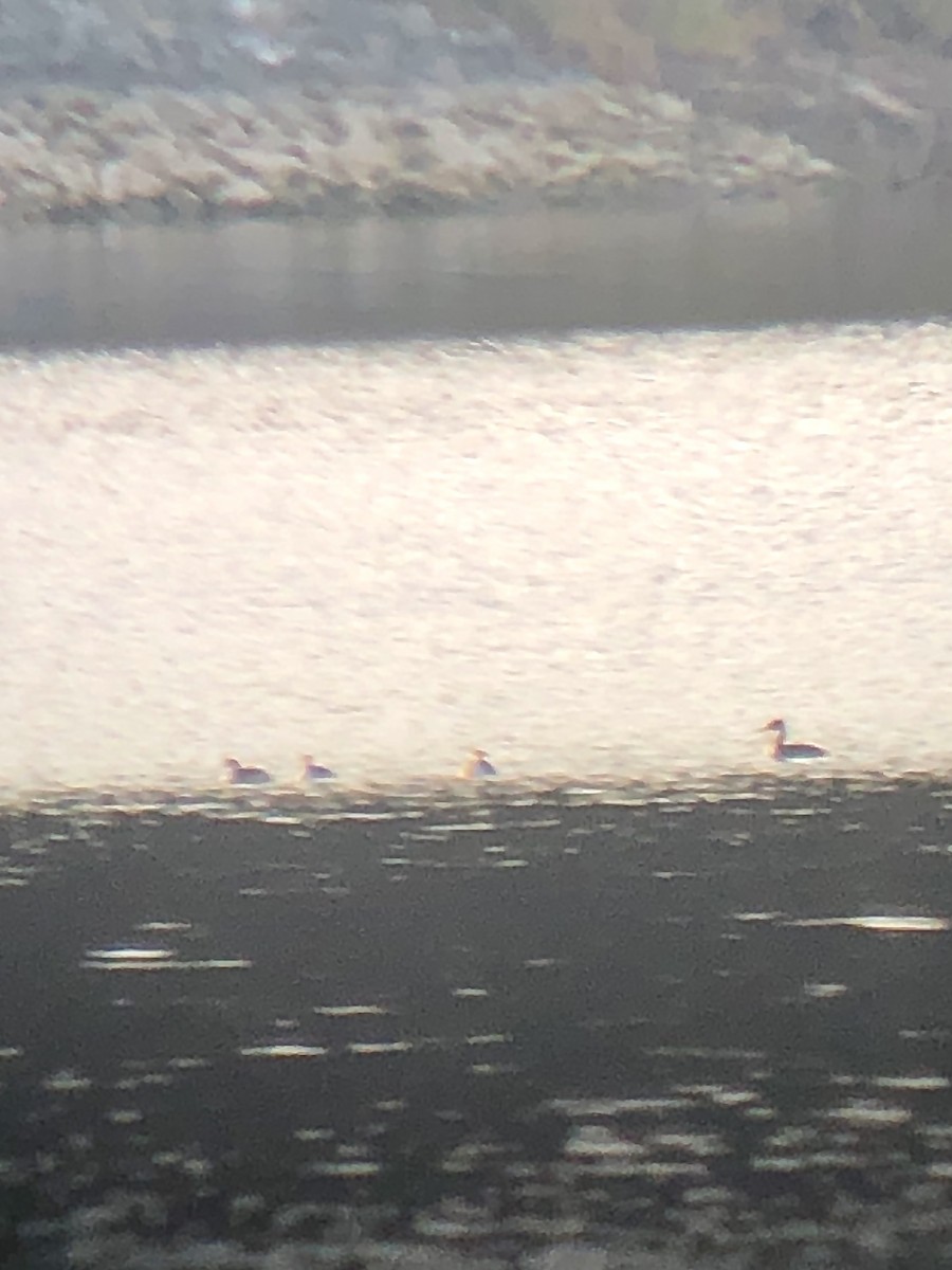 赤頸鸊鷉 - ML628208430