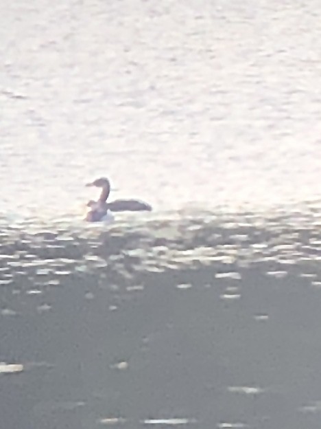 赤頸鸊鷉 - ML628208447