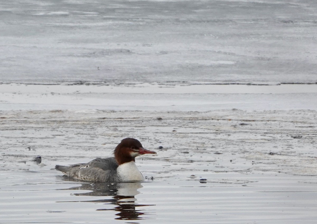 Common Merganser - ML628208592