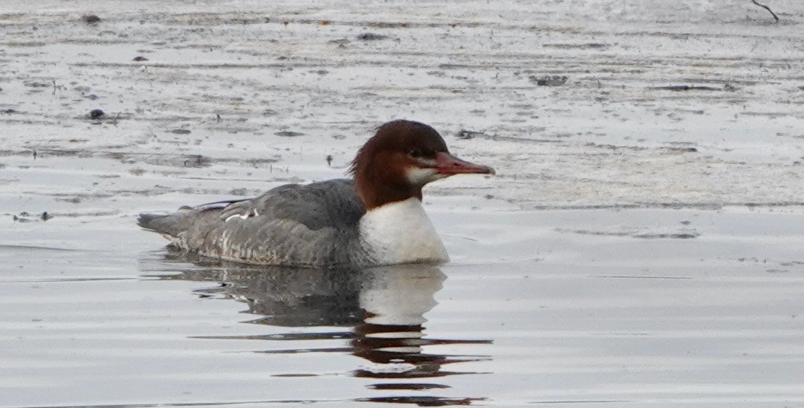 Common Merganser - ML628208593