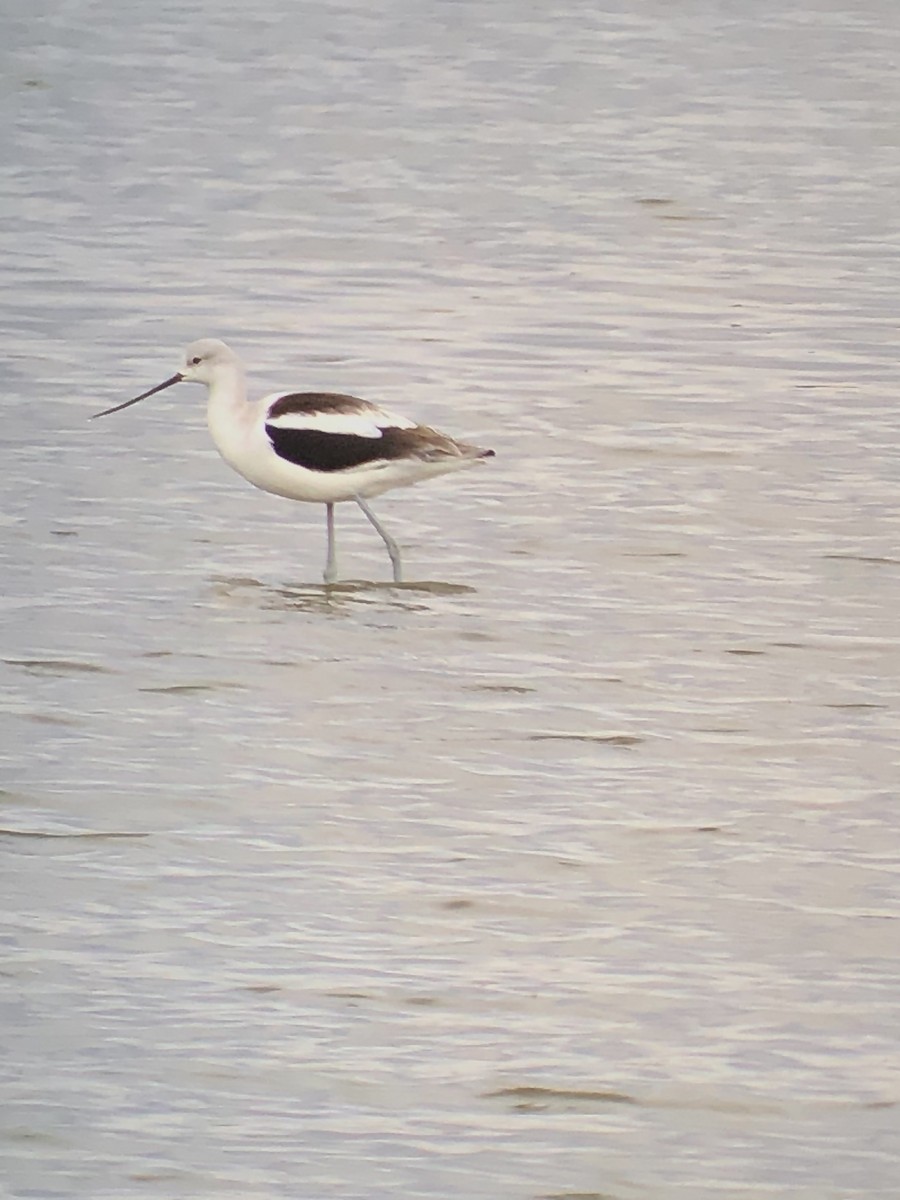 American Avocet - ML628208643
