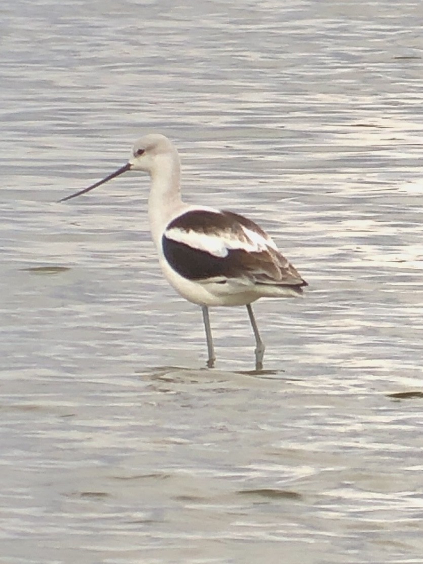 American Avocet - ML628208650