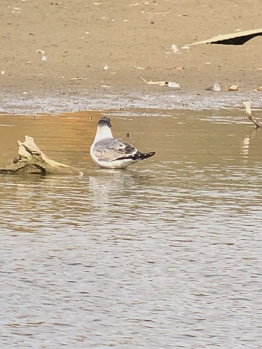 弗氏鷗 - ML628208668