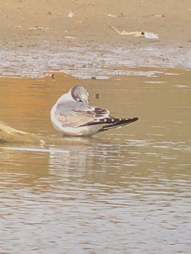 弗氏鷗 - ML628208675