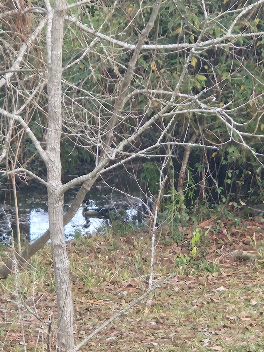 Wood Duck - ML628208698
