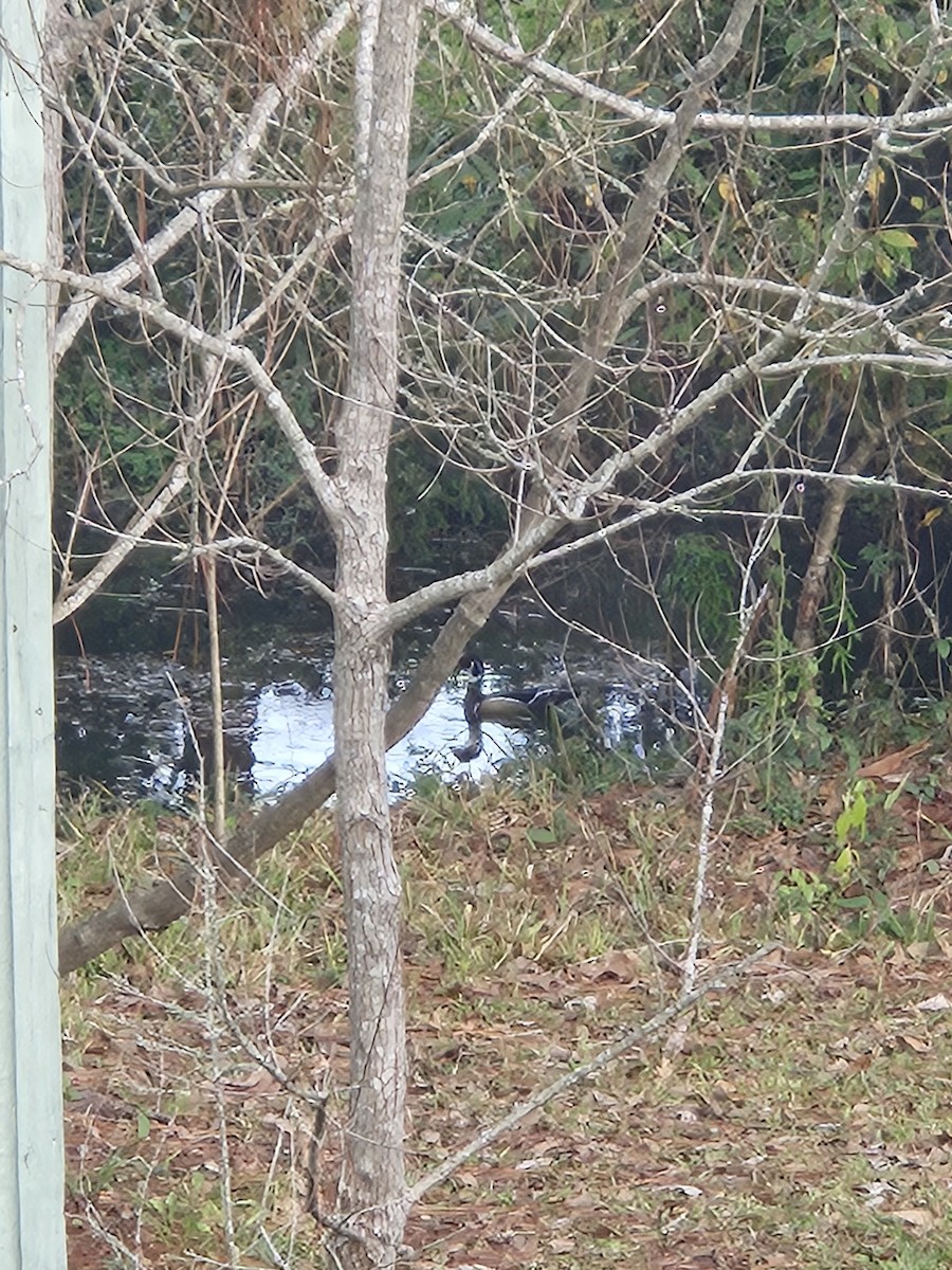 Wood Duck - ML628208699