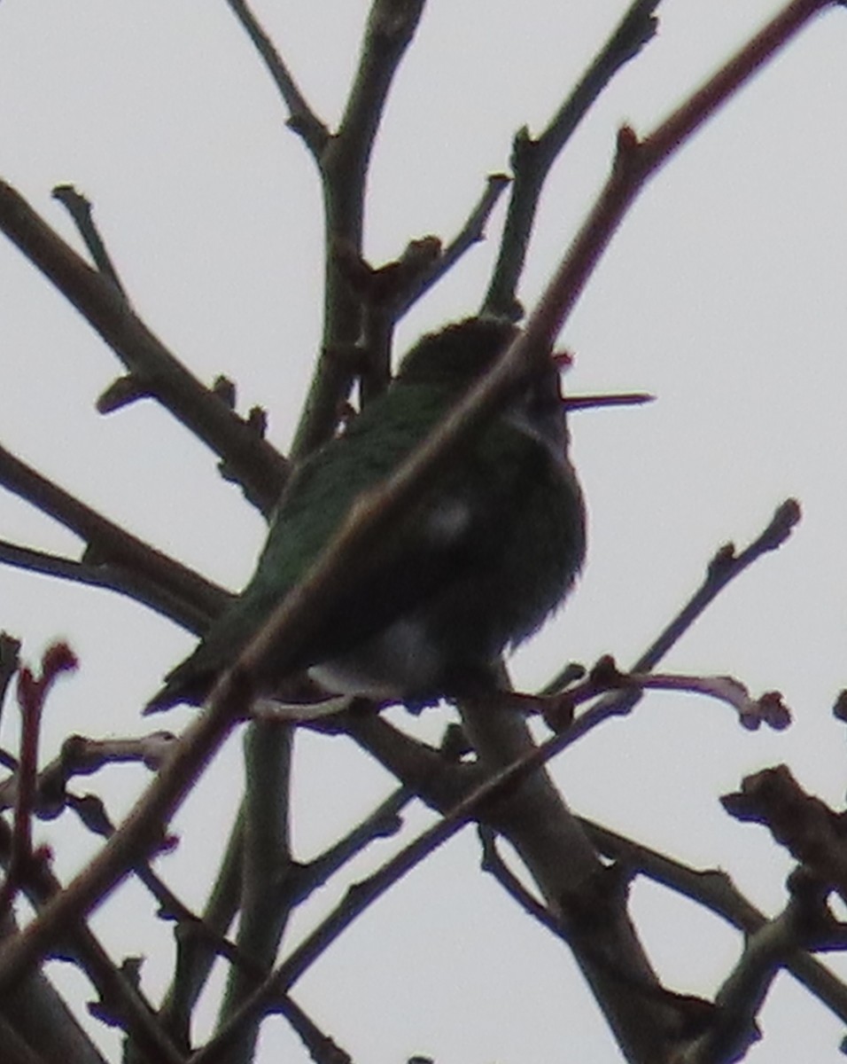 Anna's Hummingbird - ML628208704