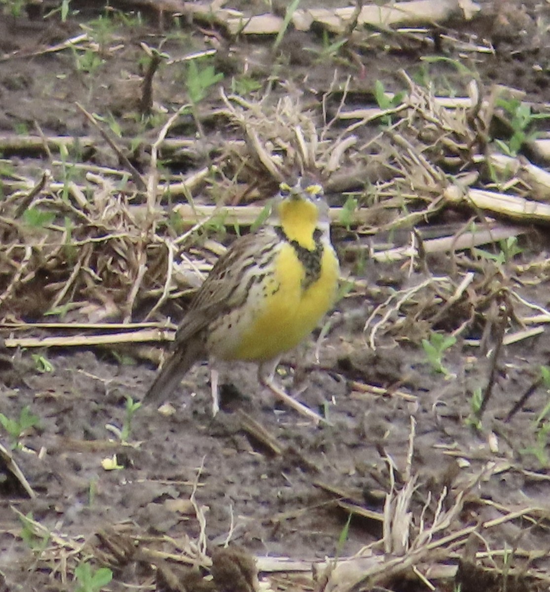 Western Meadowlark - ML628208728