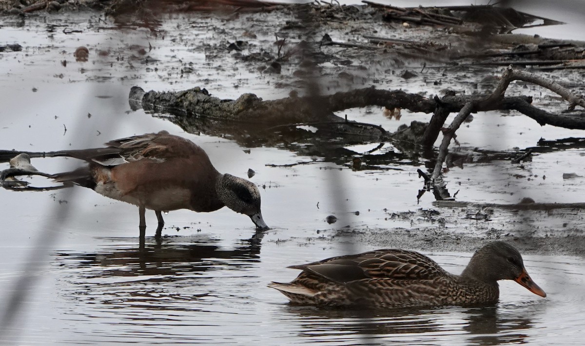 American Wigeon - ML628208786