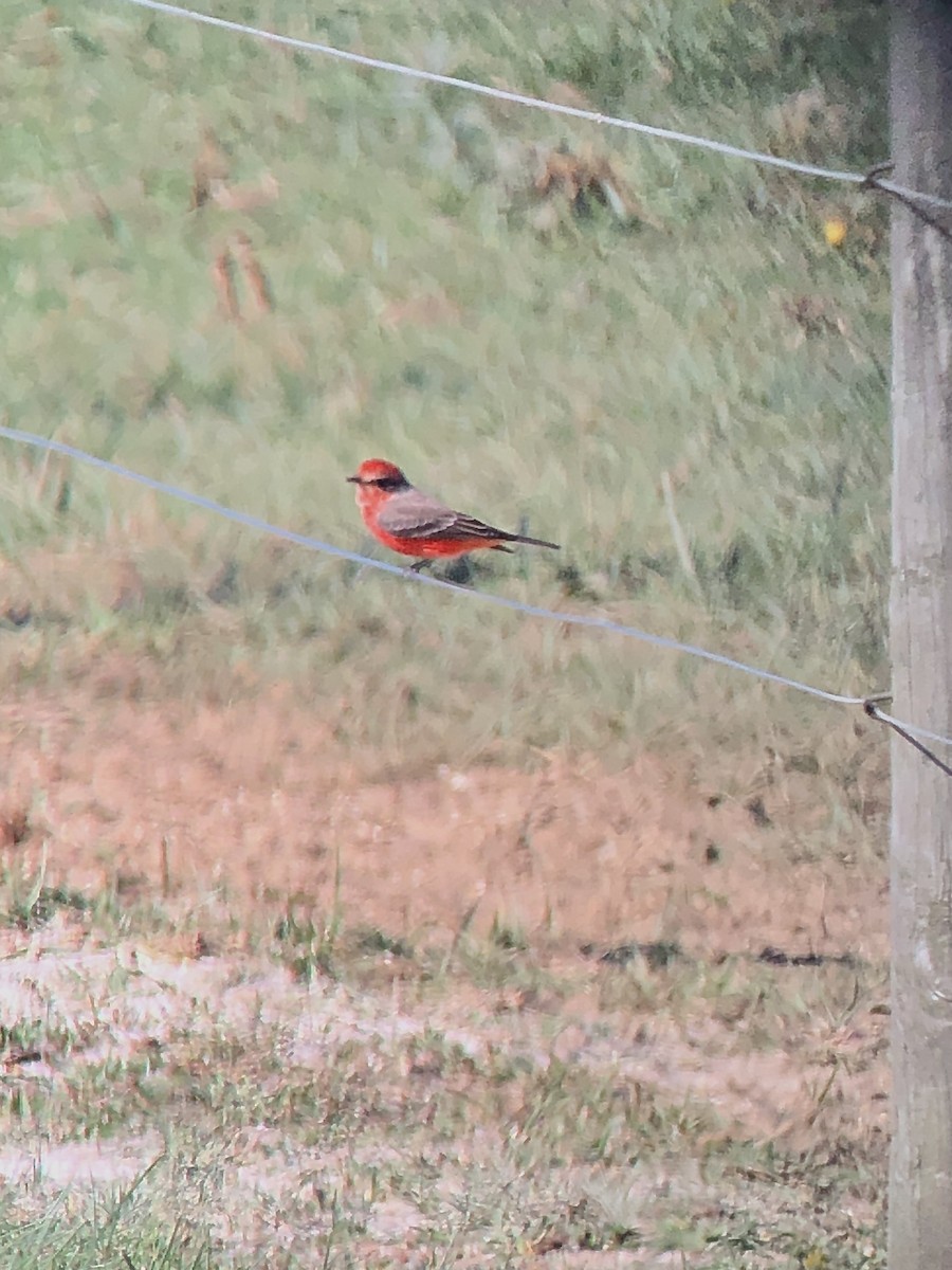 Vermilion Flycatcher - ML628208799