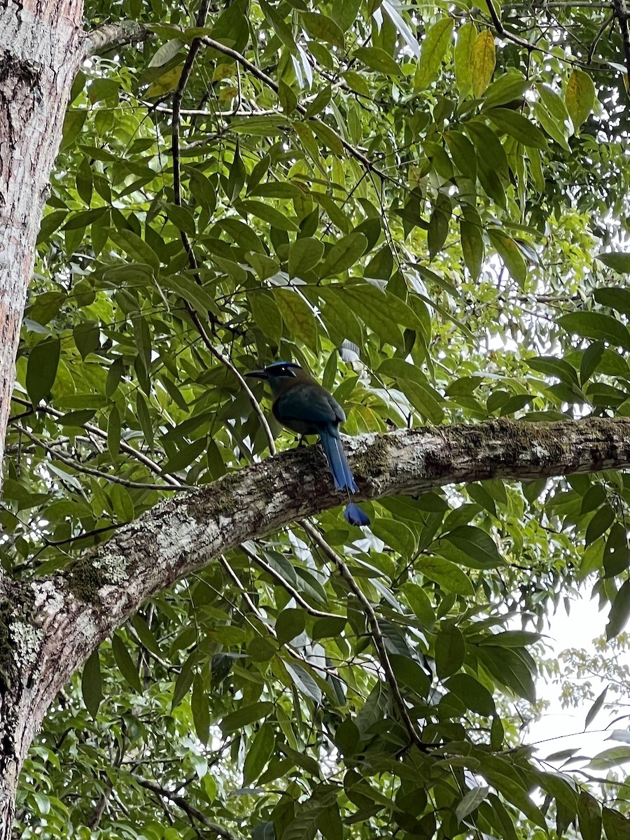 Lesson's Motmot - ML628208854