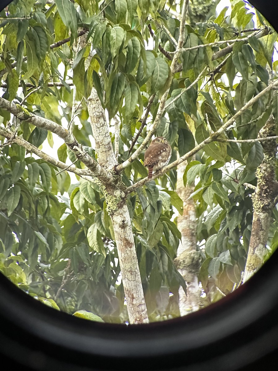 Ferruginous Pygmy-Owl - ML628208994