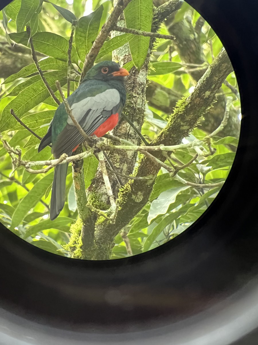 Slaty-tailed Trogon - ML628209029