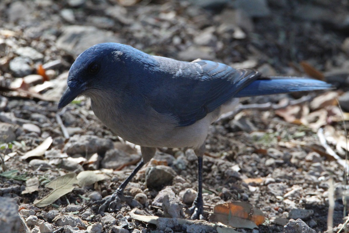 Mexican Jay - ML628209173