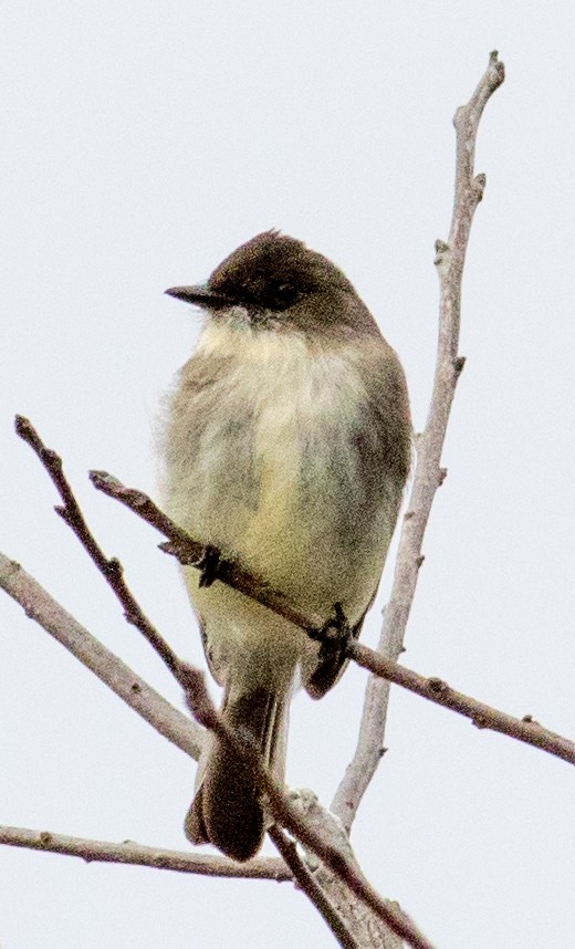 Eastern Phoebe - ML628209233
