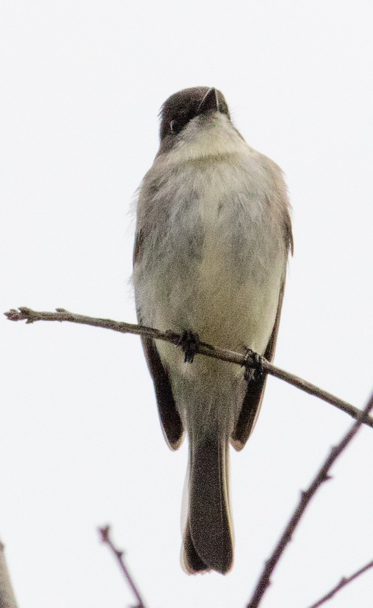 Eastern Phoebe - ML628209234