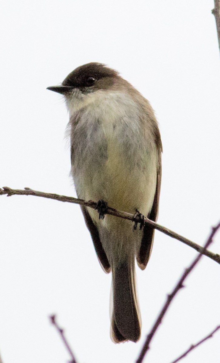 Eastern Phoebe - ML628209235
