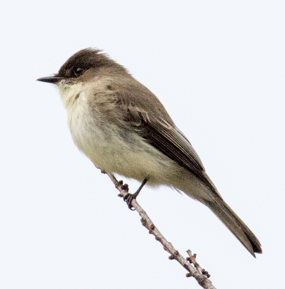 Eastern Phoebe - ML628209236