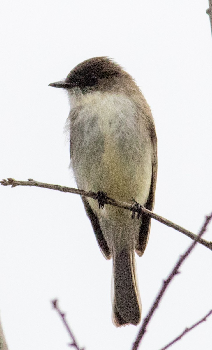 Eastern Phoebe - ML628209237